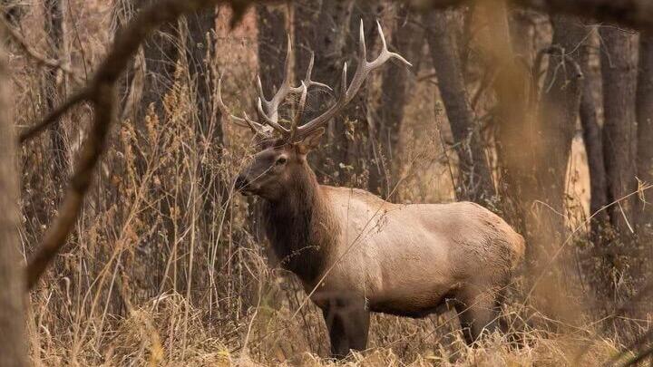 Six elk unlawfully killed, abandoned in Boyd County; game officials seek tips